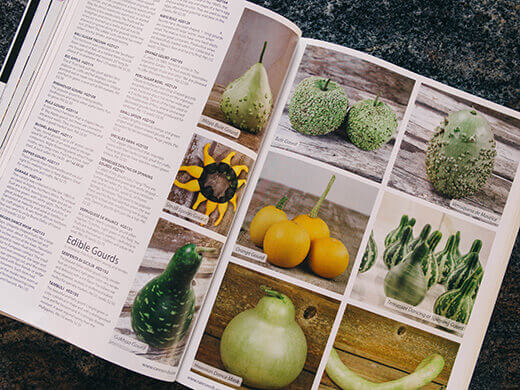 Heirloom squash varieties