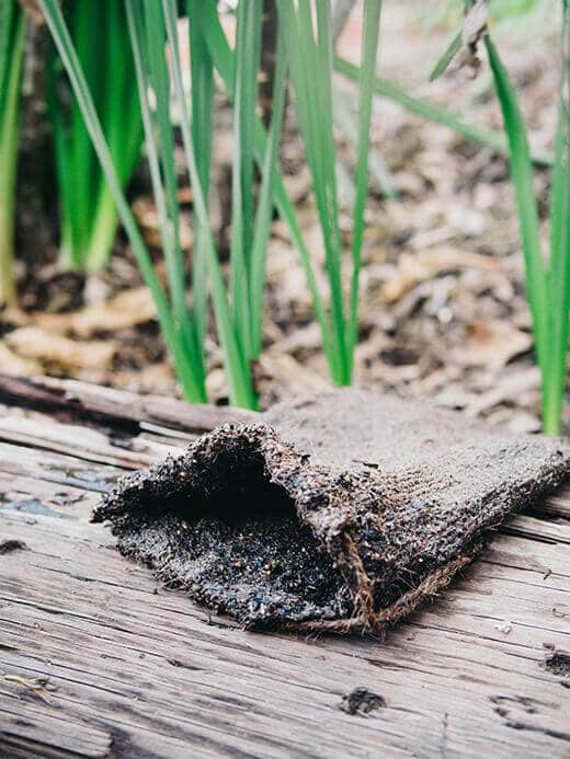 Brewing compost tea for better plant health