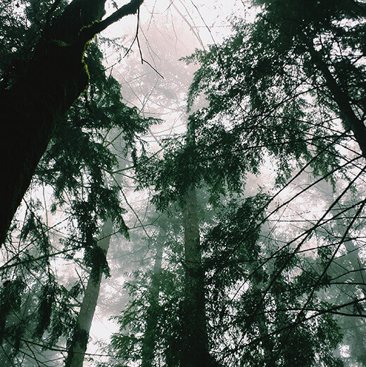 Pacific Northwest rainforest