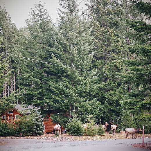 Herd of elk