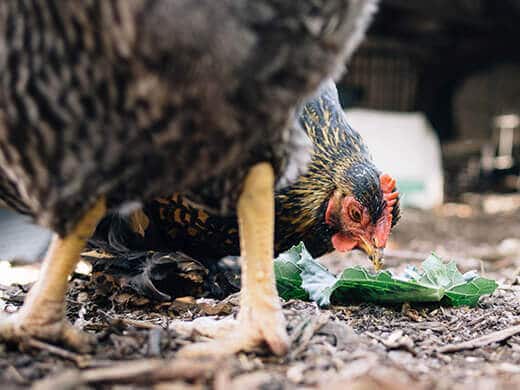 Collard leaf filled with chicken feed