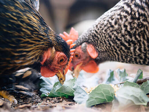 Feeding time