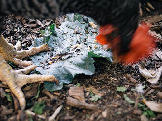 Finishing the collard wrap
