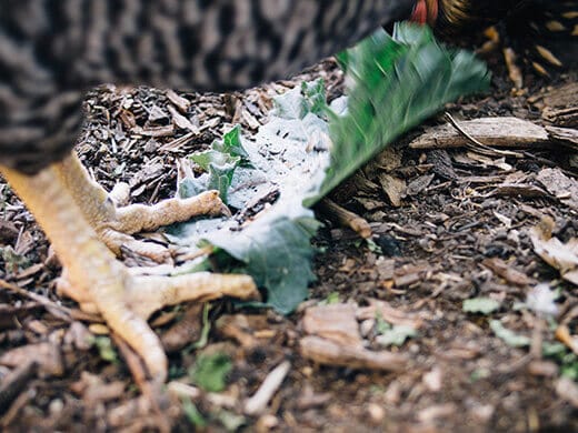 Kimora devouring a collard green