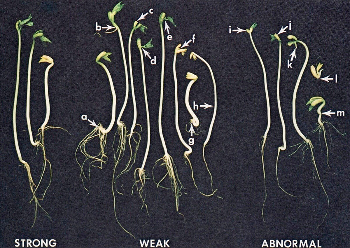 Measuring seed longevity and seed vigor