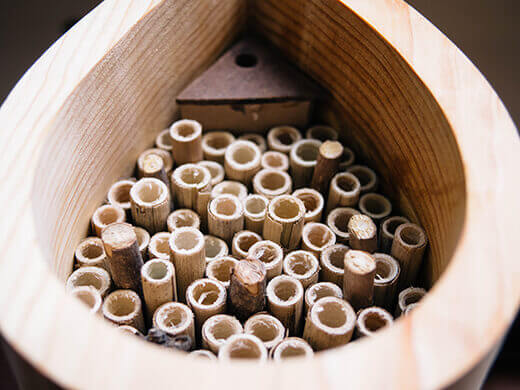 Mason bee house