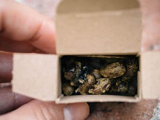 Mason bees and cocoons
