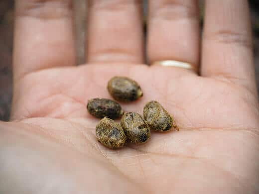 Solitary bee cocoons