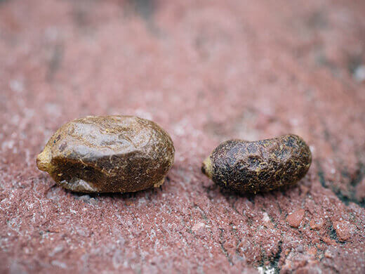 Female and male mason bee cocoons