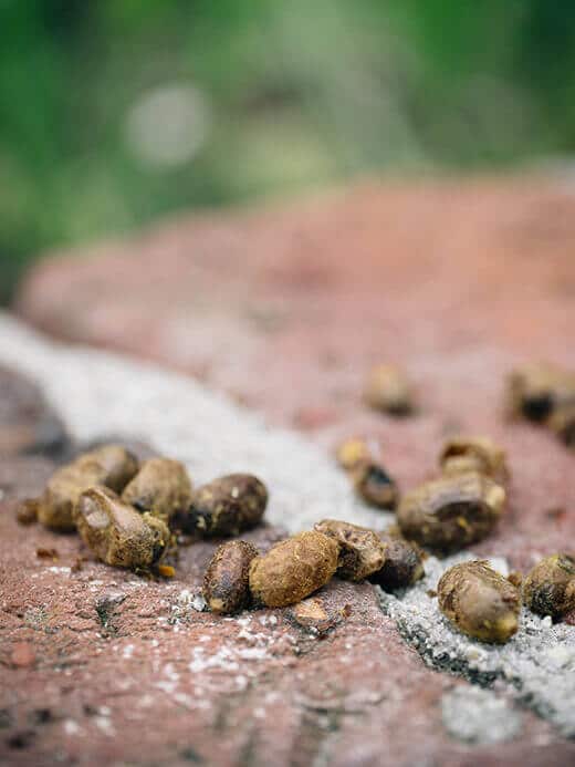 Native bee cocoons