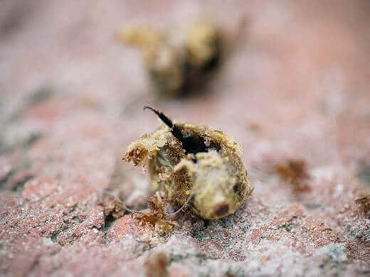 Mason bee emerging from cocoon