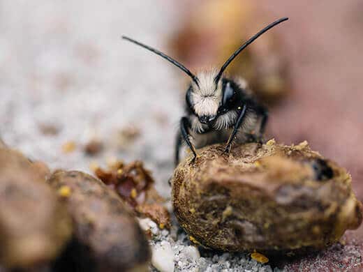 Newly emerged native bee