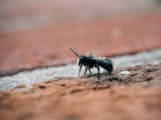 Solitary bee