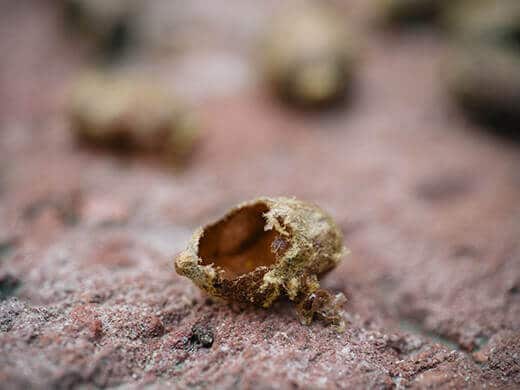 Empty cocoon