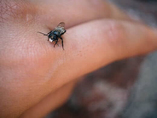 Gentle native bee