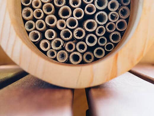 Natural reeds in a native bee house