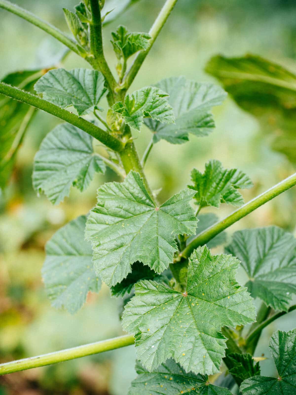 Mallow weed: the wild edible that's also a love potion