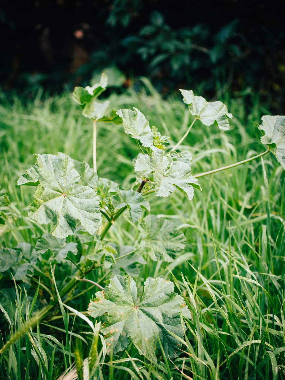 Cheeseweed grows in disturbed soil