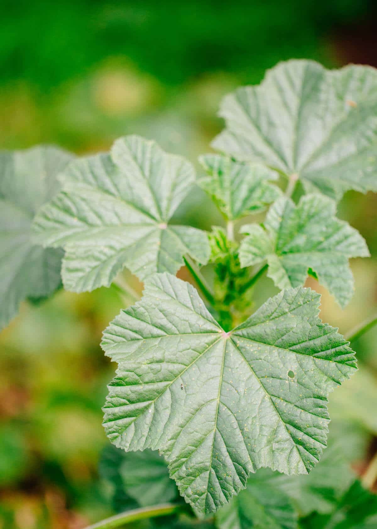 Cheeseweed has geranium-like leaves