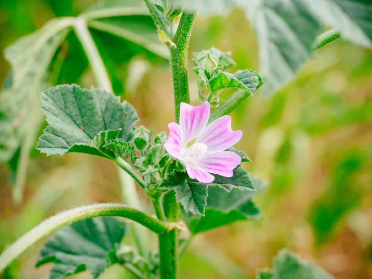 Flowers on cheeseweed plant