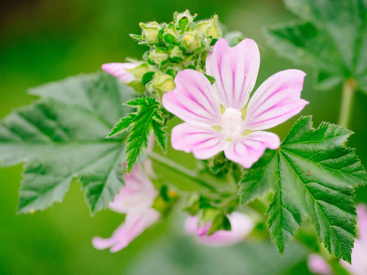 Mallow flowers