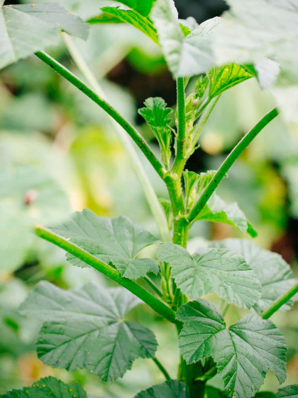 The entire mallow plant is edible