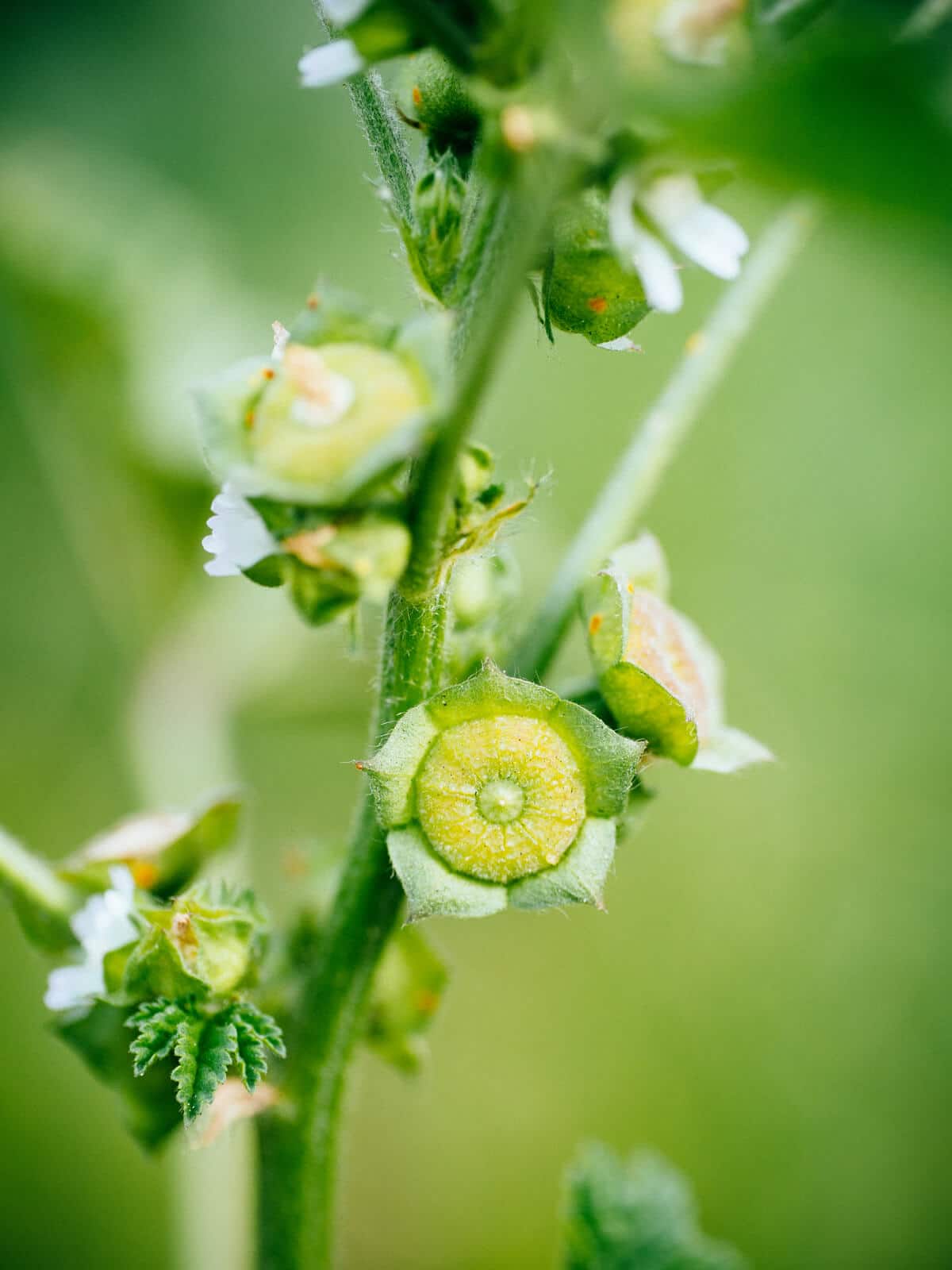 Common mallow fruits