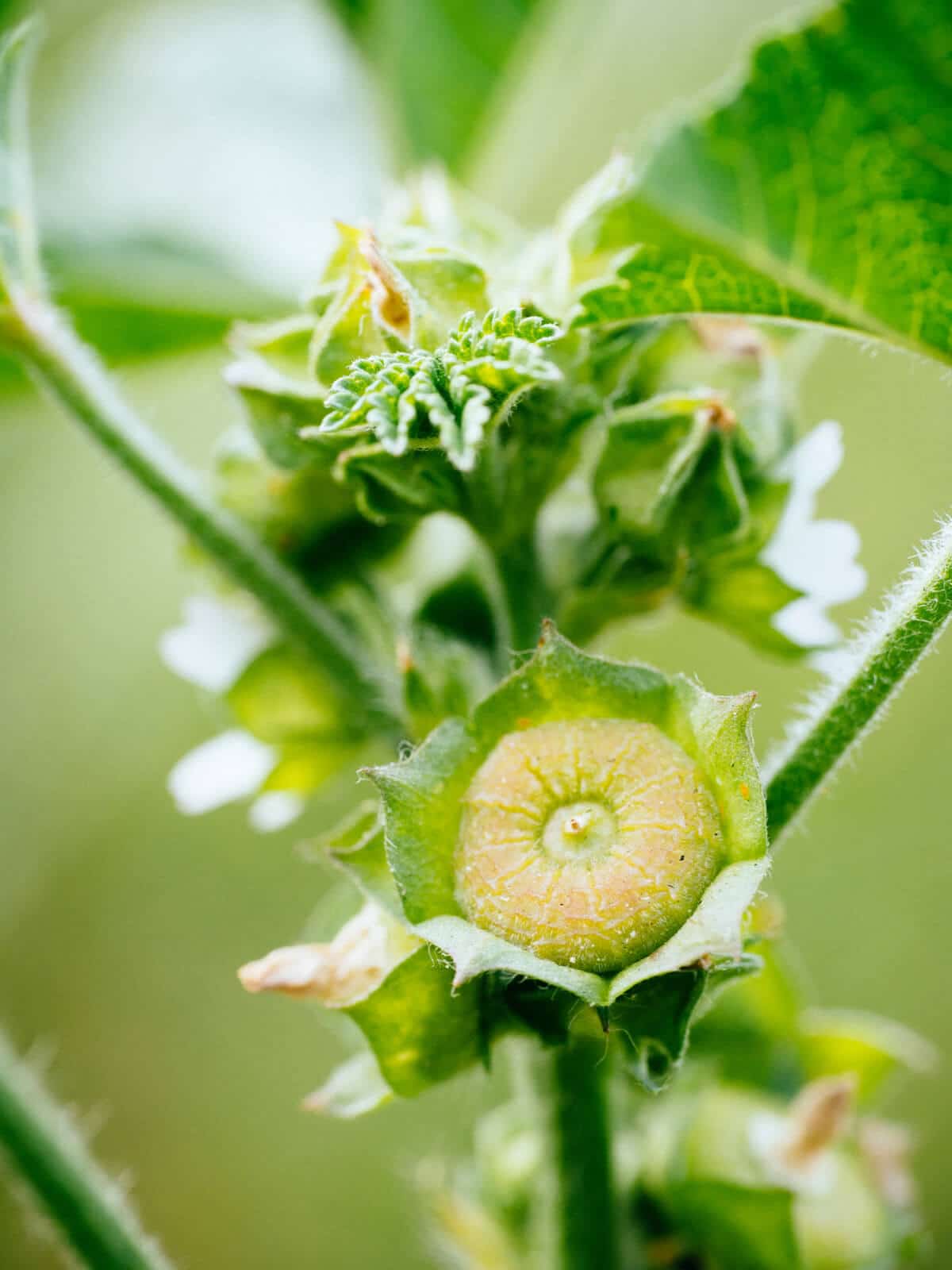 Fruiting seed head on mallow plant