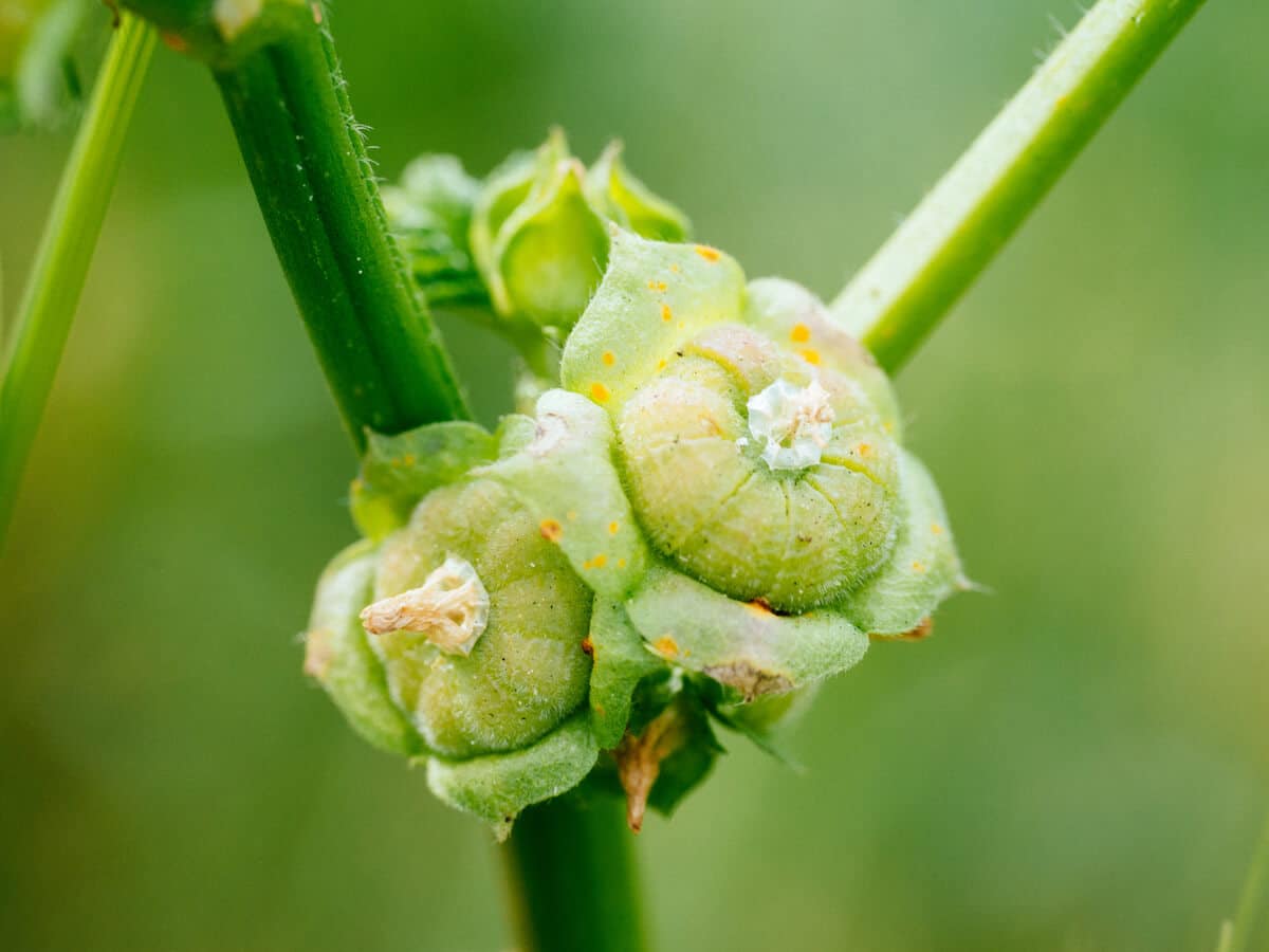 Mallow fruits that give it the name of cheeseweed