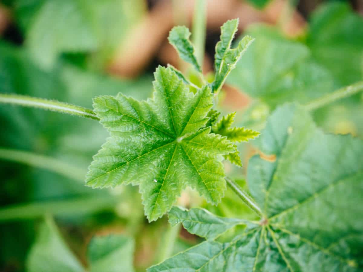Tender young mallow leaves