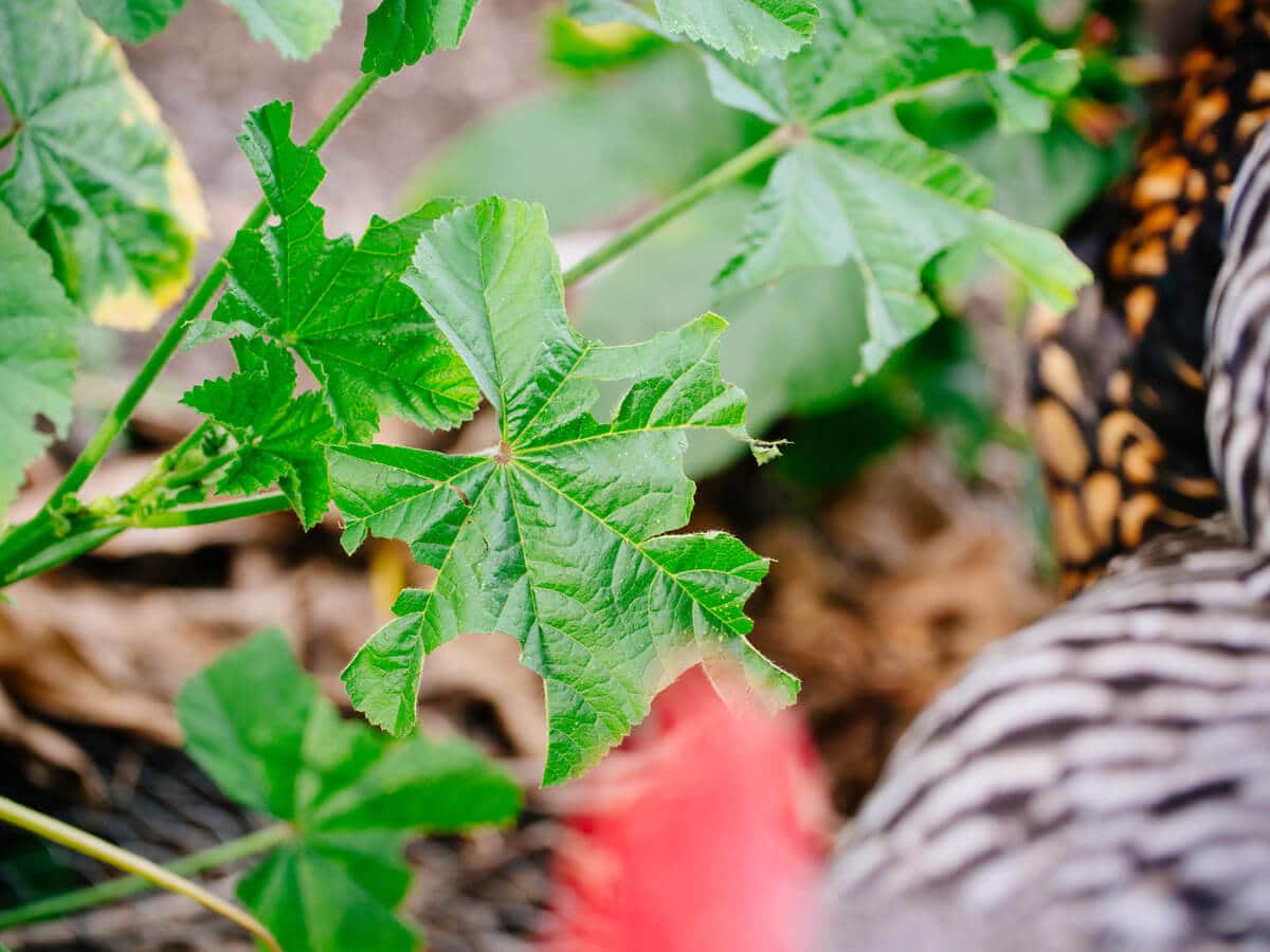 Chickens like mallow too