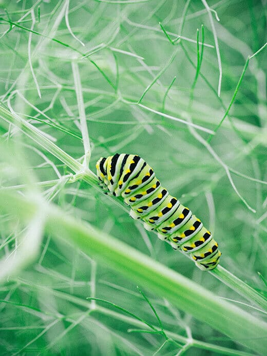 Fennel for the butterflies
