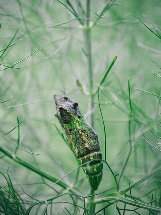 Fifth instar of swallowtail butterfly caterpillar, also known as a chrysalis