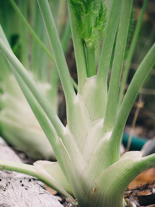 Florence fennel bulb