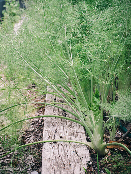 Florence fennel