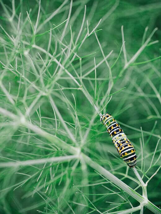 Parsleyworm on fennel