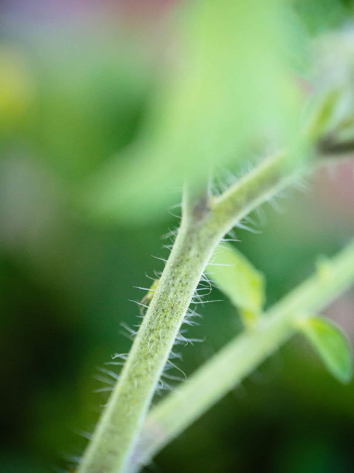 Tomato trichomes on tomato stem