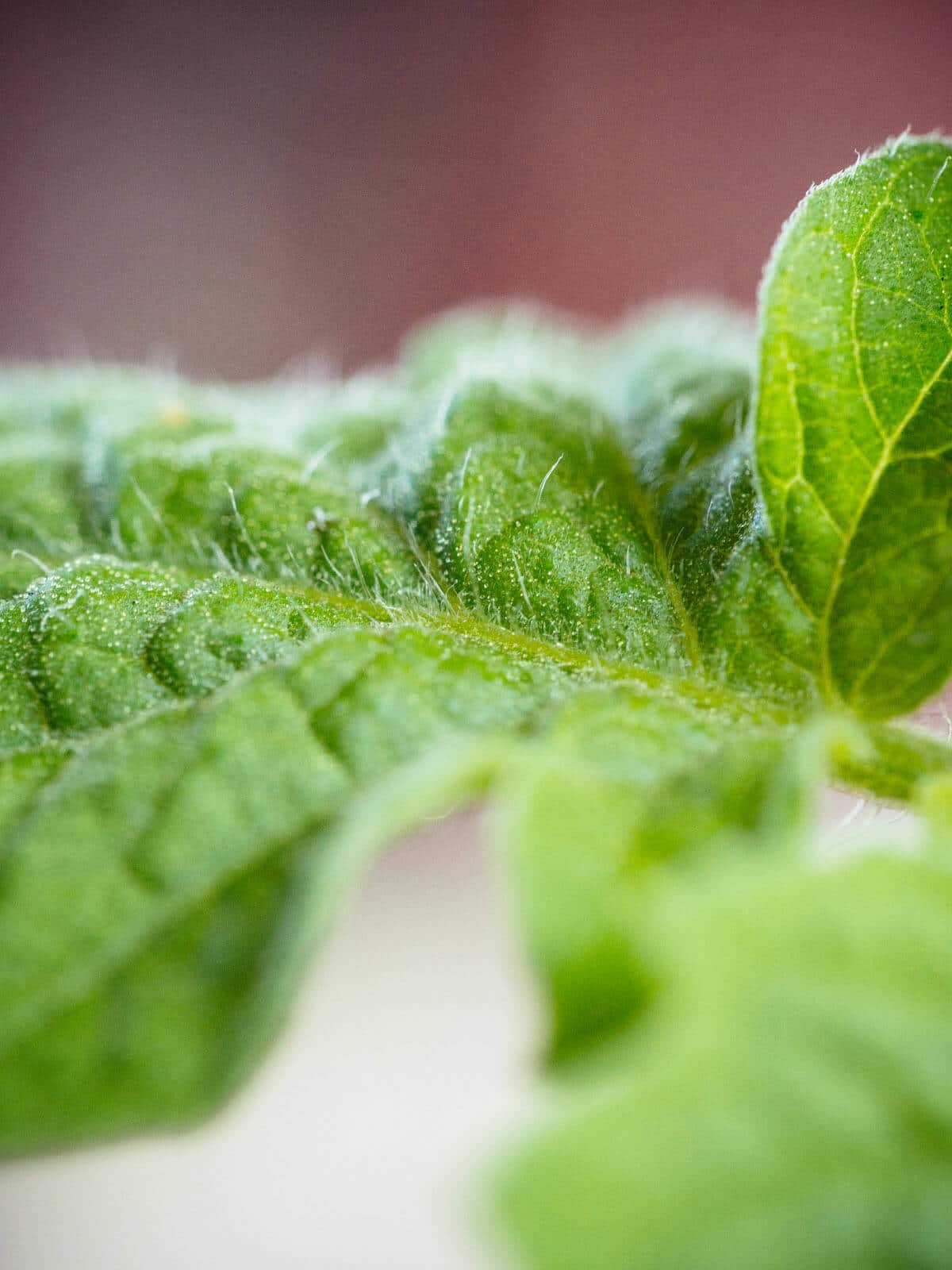 Trichomes on tomato leaf