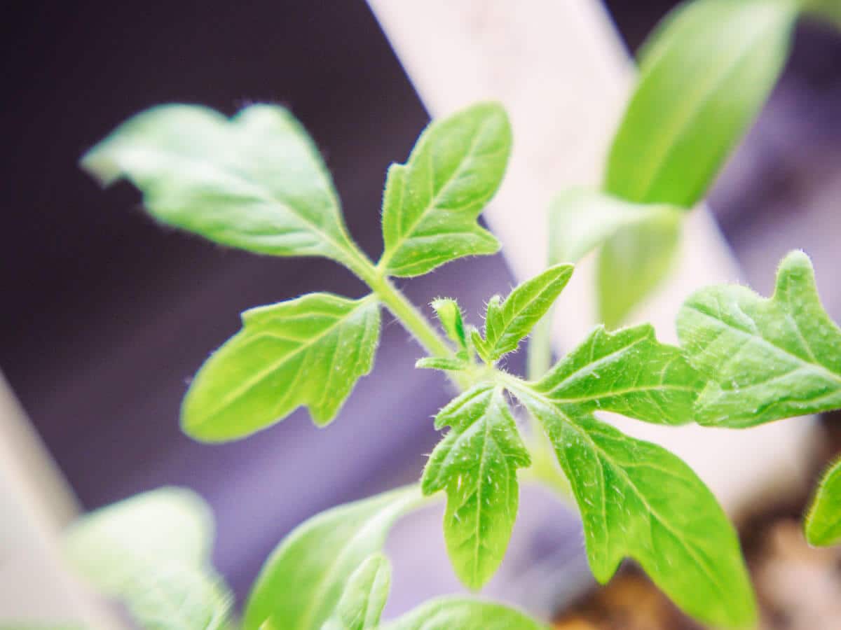 Fragrant oil glands on tomato seedling