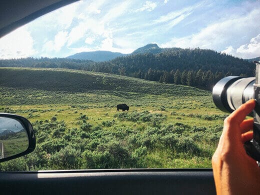 Bison sighting in Yellowstone National Park