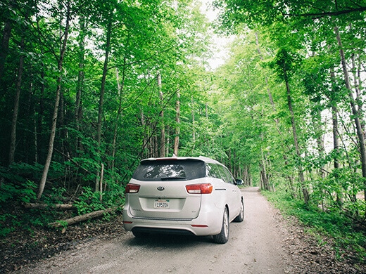 Wandering under a canopy of trees