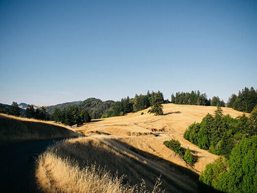 Golden hillsides on the road to Shelter Cove