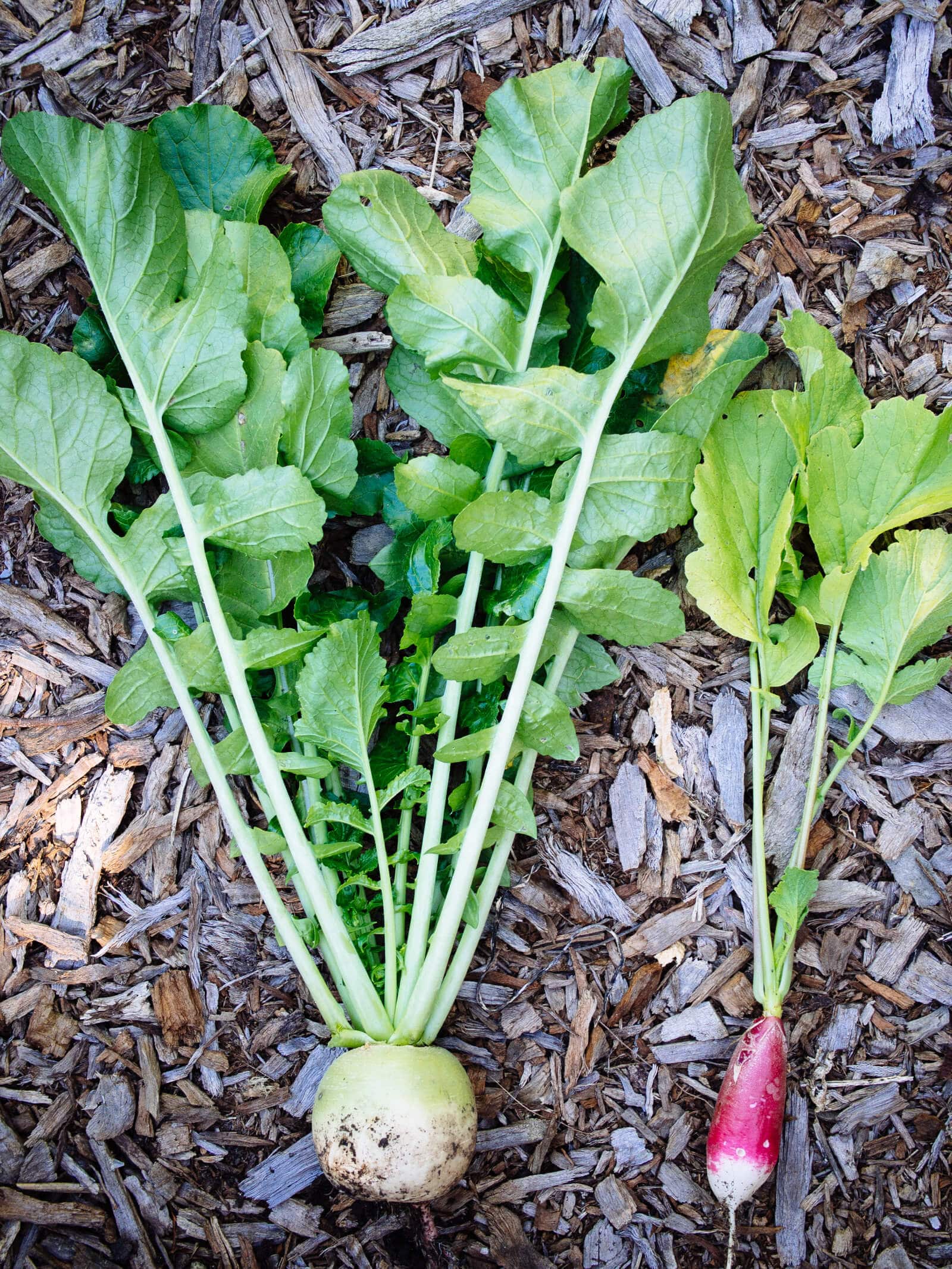 Winter radishes versus spring radishes