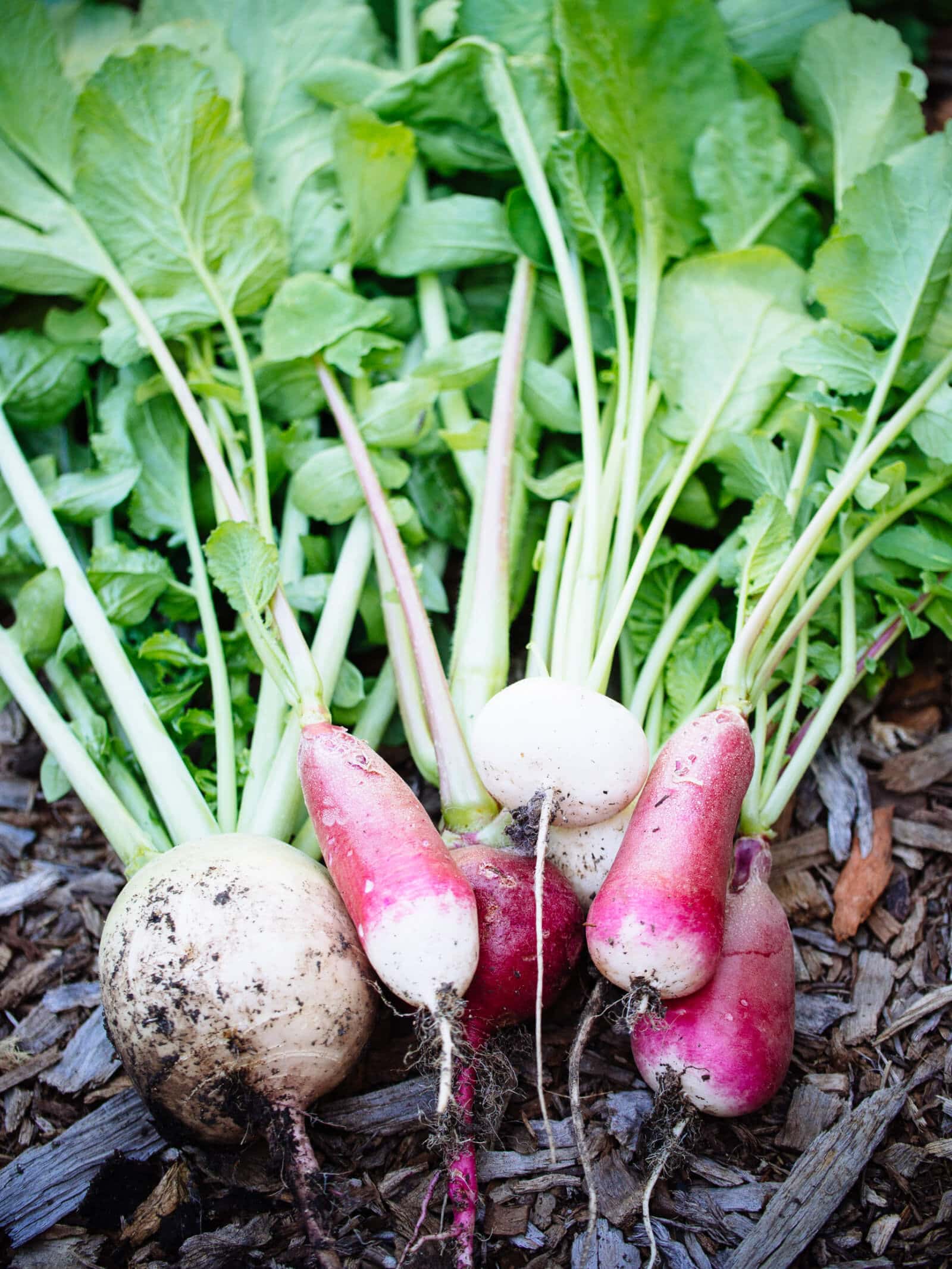 Winter radish greens