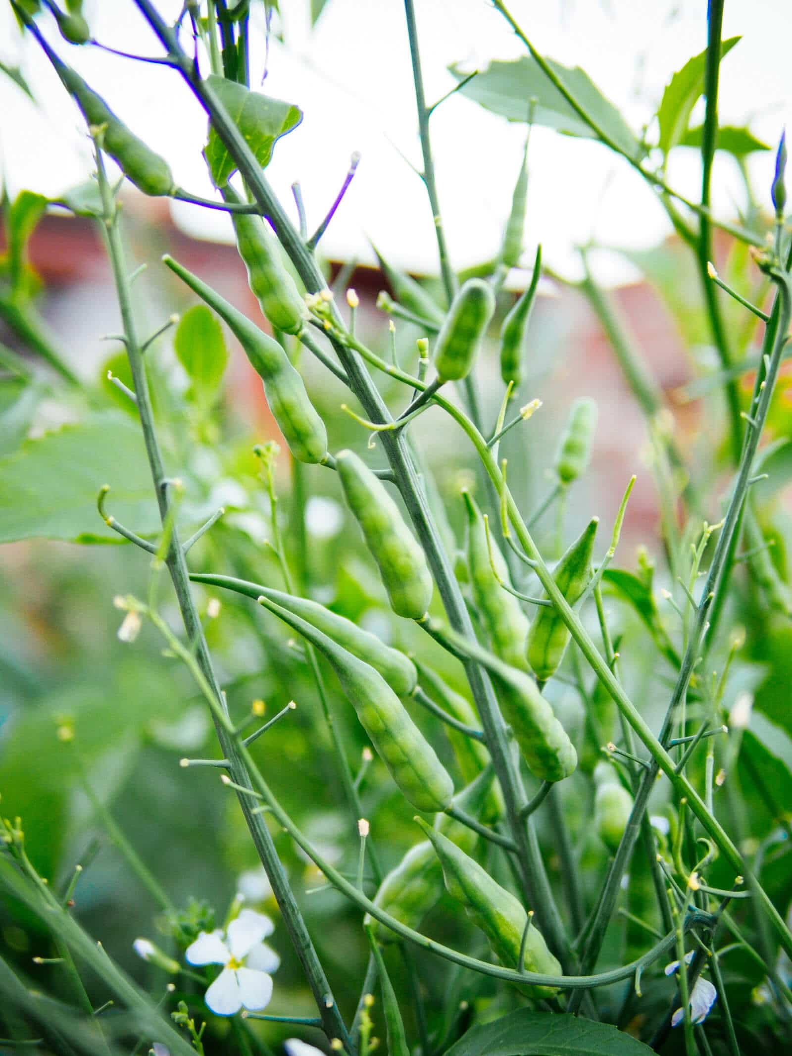 Winter, summer, and spring radishes