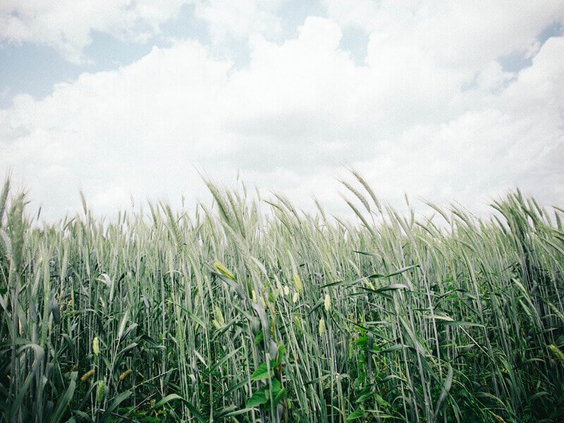 Wheat crop