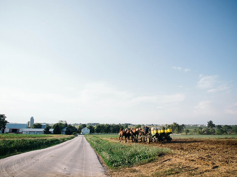 Horses plowing the fields