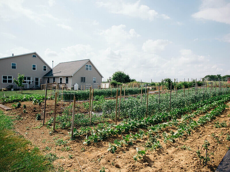 Chemical-free row crops in Amish country