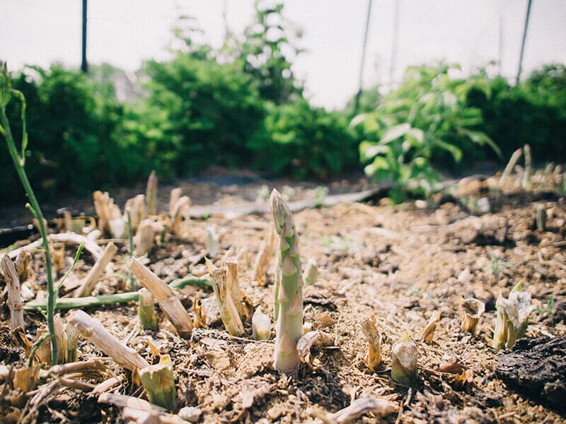 Asparagus in spring