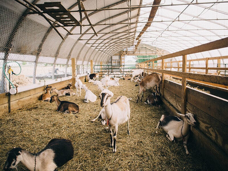 Amish goat farm